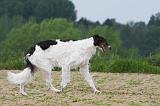BARZOI 007